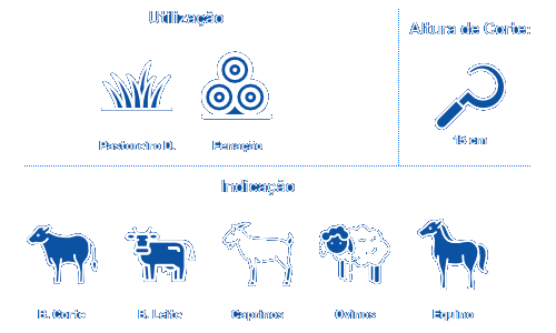 capim araunã é pastagem ideal para bovinos, equinos, ovinos e caprinos com melhor preço da semente