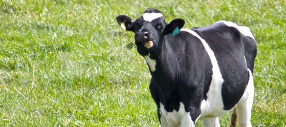 Doença da vaca louca no Brasil: Entenda claramente o caso e seus riscos