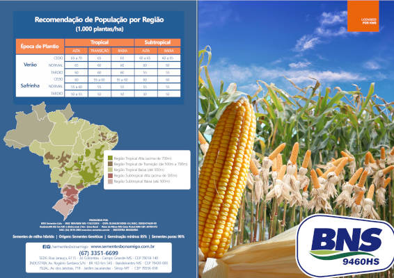Semente de milho híbrido para plantio em todo o Brasil concorciado com brachiaria