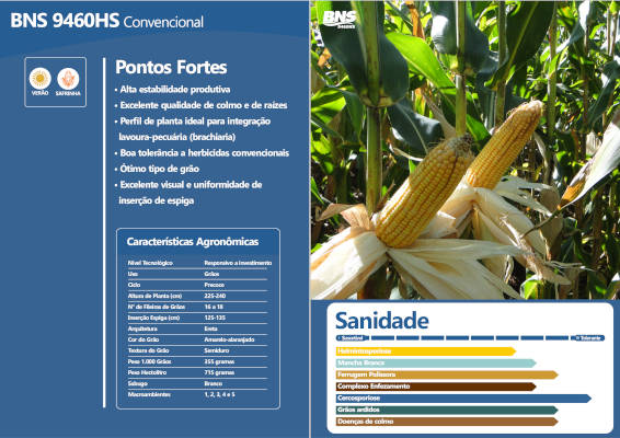Semente de milho híbrido concorciado com brachiaria para plantio em todo o Brasil 