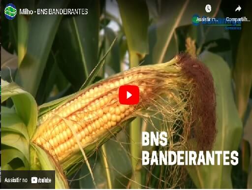 Características do milho BNS Bandeirantes para agricultores e pecuaristas