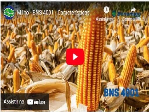 Características da semente de milho BNS 4001 para grandes culturas